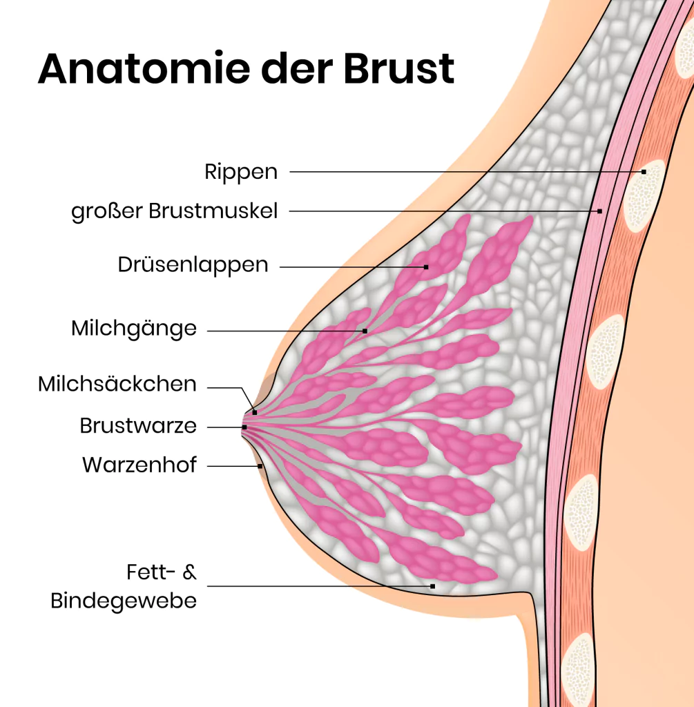 Was für eine Körbchengröße hätte sie? (Anime, Brüste, BH)