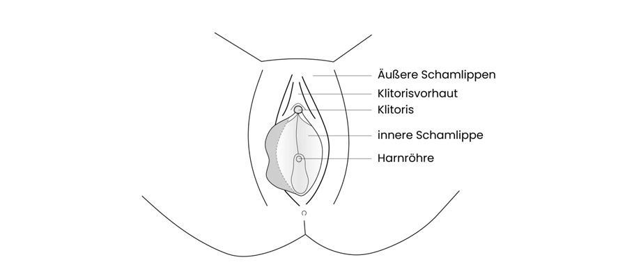 dr. maximilian eder – schamlippenkorrektur grafik 1